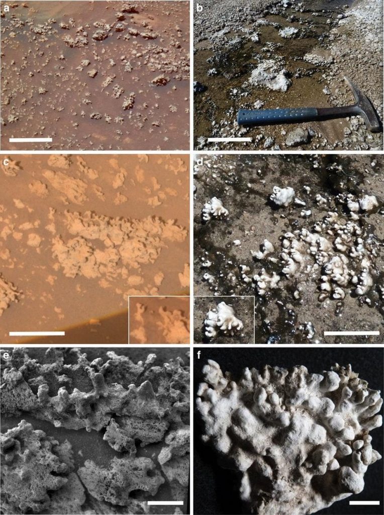 microbial life missed on mars?